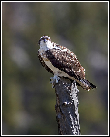 Osprey - Madison River
