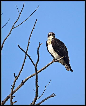 Osprey - Madison River