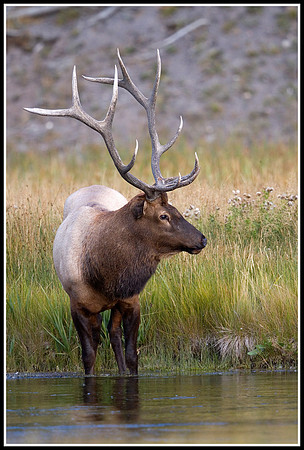 Bull Elk - Madison River