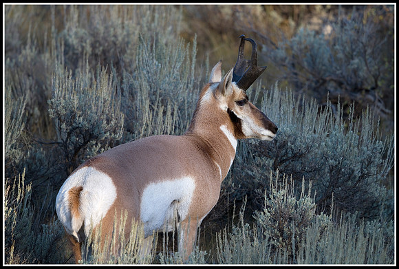 Pronghorn Antelope Buck - Lamar Valley