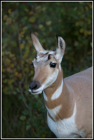 Pronghorn Antelope Doe - Lamar Valley
