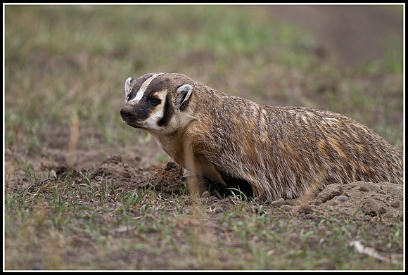 Badger - Lamar Valley