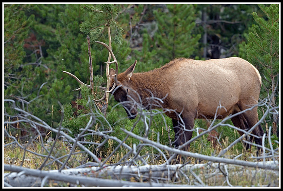Bull Elk - Madison River
