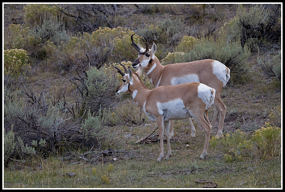 Pronghorn Antelope Bucks - Lamar Valley