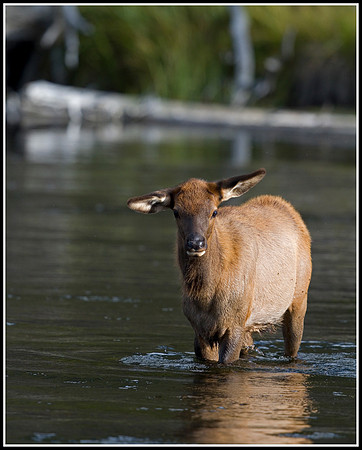 Elk Calf - Madison River