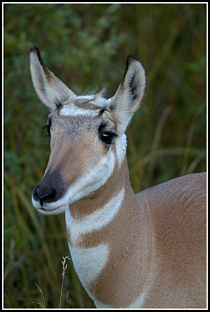 Pronghorn Antelope Doe - Lamar Valley