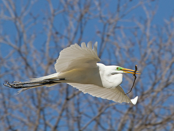 Great Egret