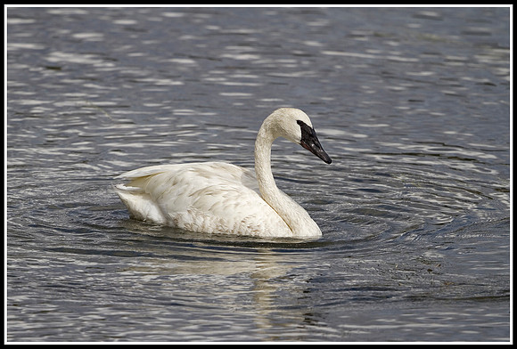 Trumpeter Swan - Yellowstone River