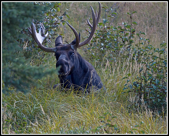 Bull Moose - Tower