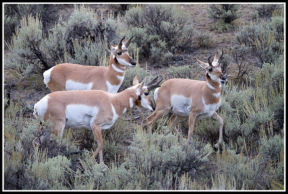 Pronghorn Antelope Bucks - Lamar Valley