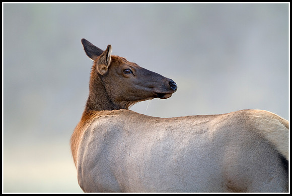 Cow Elk - Madison River