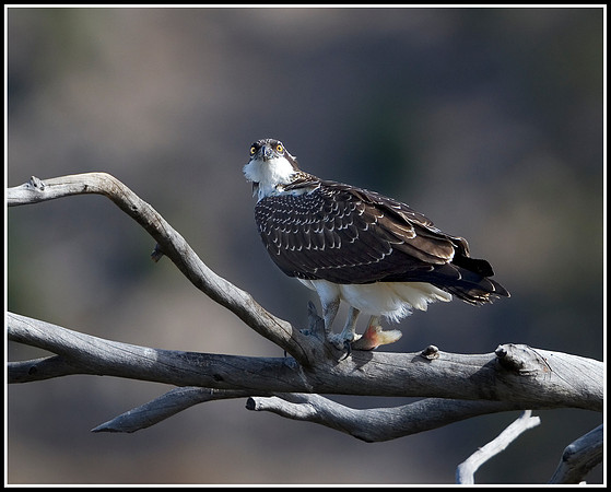 Osprey With Fish - Madison River