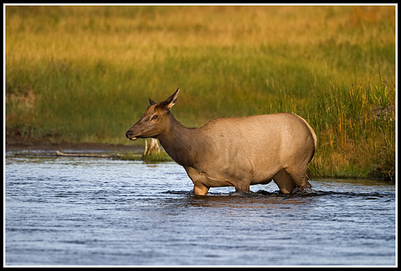 Cow Elk - Madison River