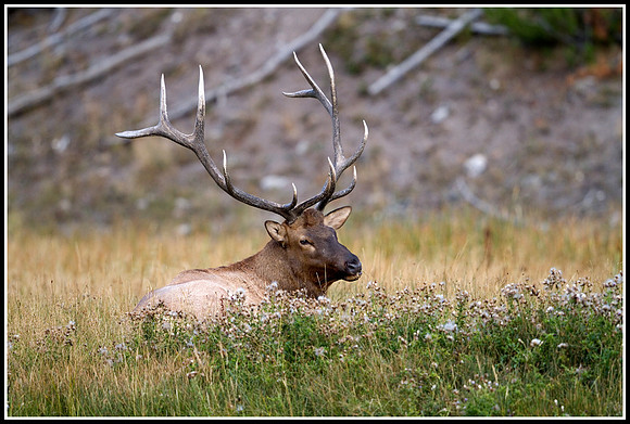 Bull Elk - Madison River