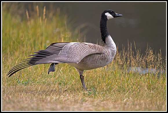 Canada Goose - Madison River