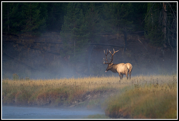 Bull Elk - Madison River