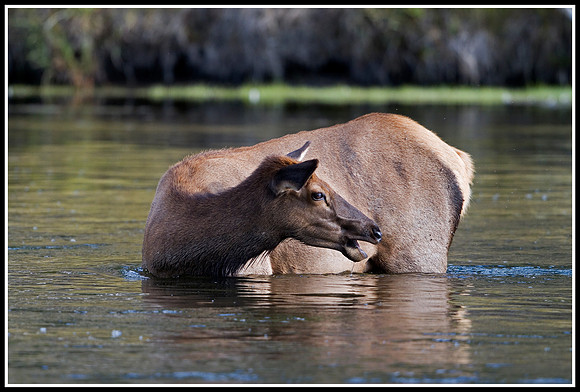 Cow Elk - Madison River