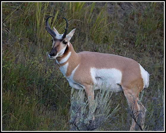 Pronghorn Antelope Buck - Lamar Valley