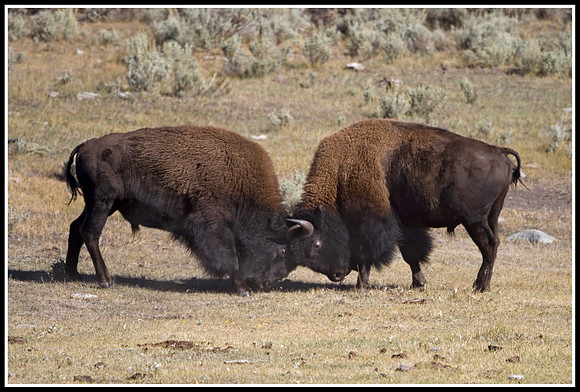 Bull Bison Battle - Lamar Valley