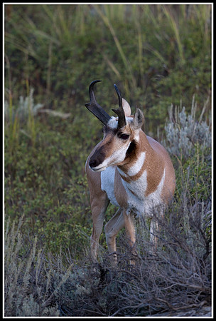 Pronghorn Antelope Buck - Lamar Valley