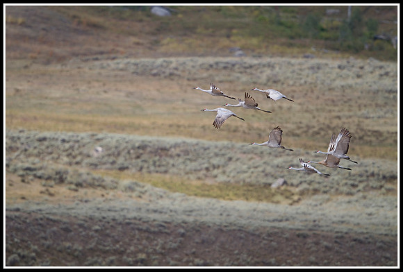 Sandhill Cranes - Lamar Valley
