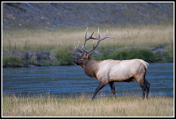 Bull Elk - Madison River
