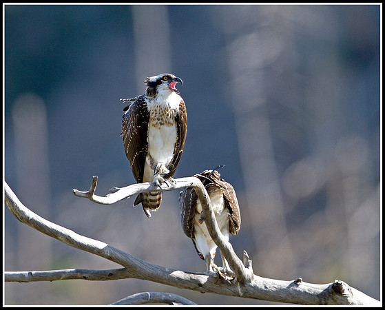 Osprey Pair - Madison River