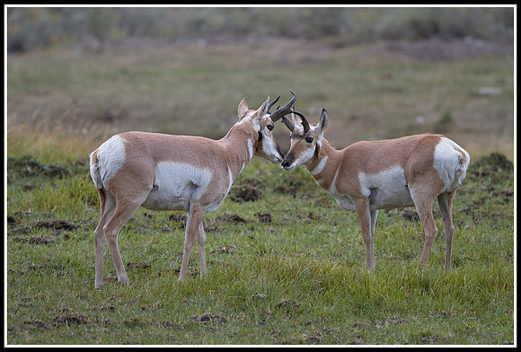 Pronghorn Antelope Bucks - Lamar Valley