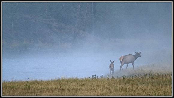 Elk Cow and Calf - Madison River