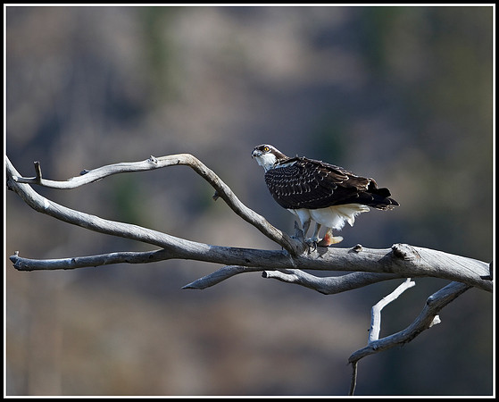 Osprey With Fish - Madison River