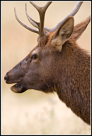 Bull Elk - Madison River