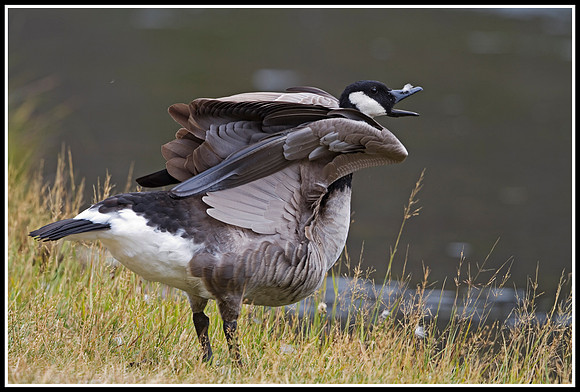 Canada Goose - Madison River