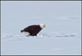 Wisconsin Eagles & Misc 2013