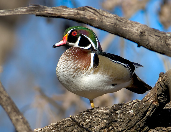Wood Duck Drake