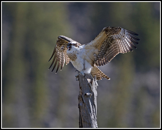 Osprey - Madison River