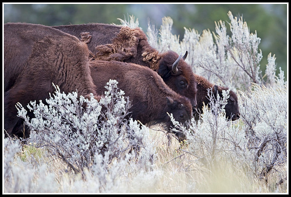 Bison Cows and Calf - Lamar Valley