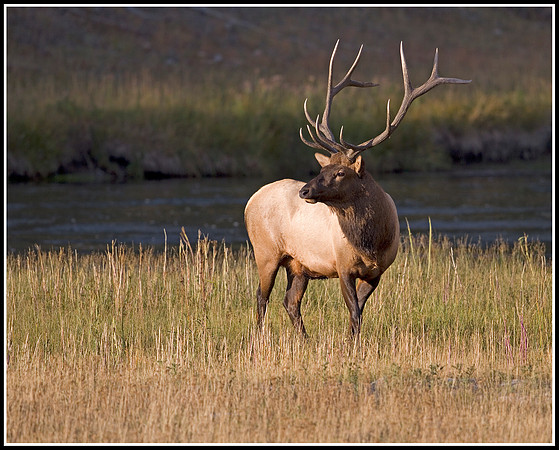 Bull Elk - Madison River