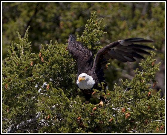 Bald Eagle - Madison River