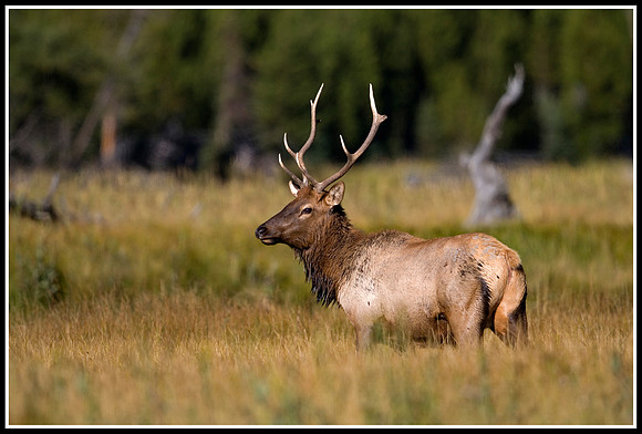 Bull Elk - Madison River