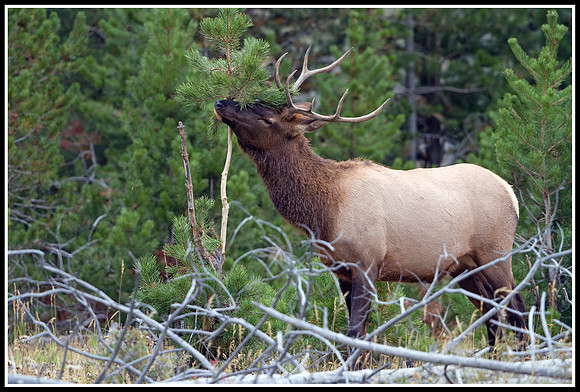Bull Elk - Madison River