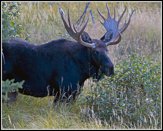 Bull Moose - Tower