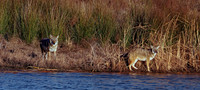 Pair of coyotes