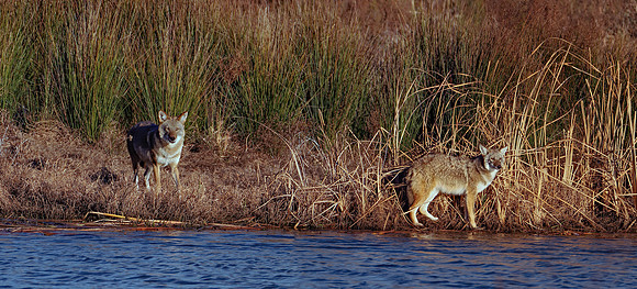 Pair of coyotes