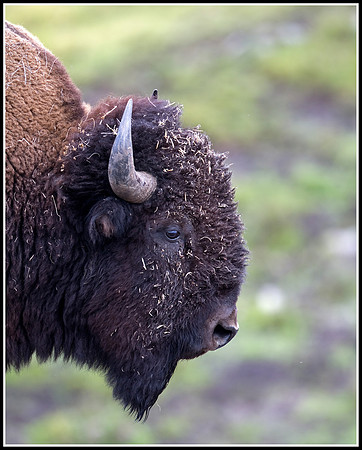 Bison Bull - Lamar Valley