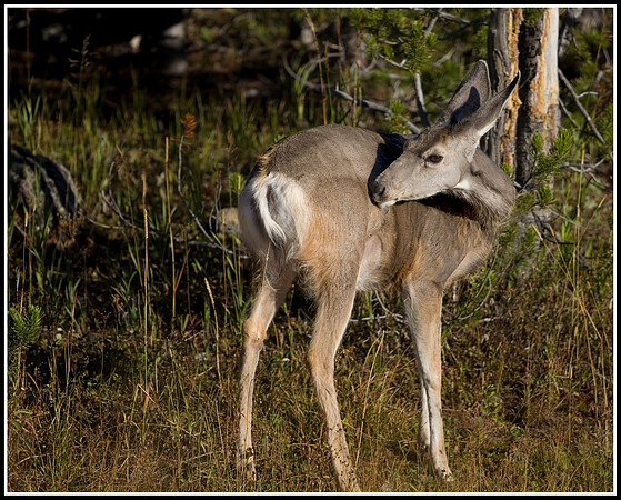 Mule Deer Doe - Tower