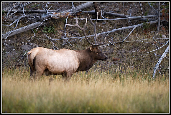 Bull Elk - Madison River