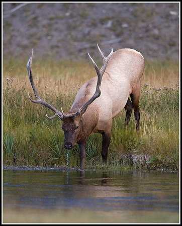 Bull Elk - Madison River
