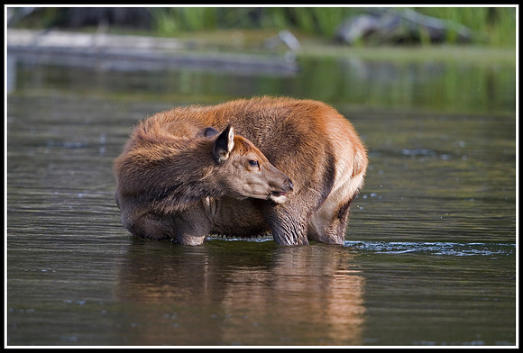 Elk Calf - Madison River