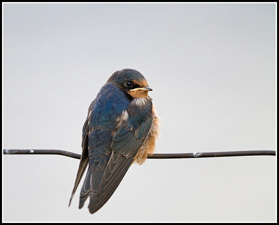 Grand Teton Swallow