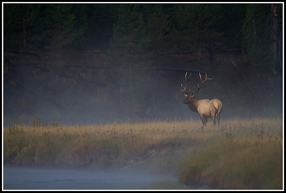 Bull Elk - Madison River